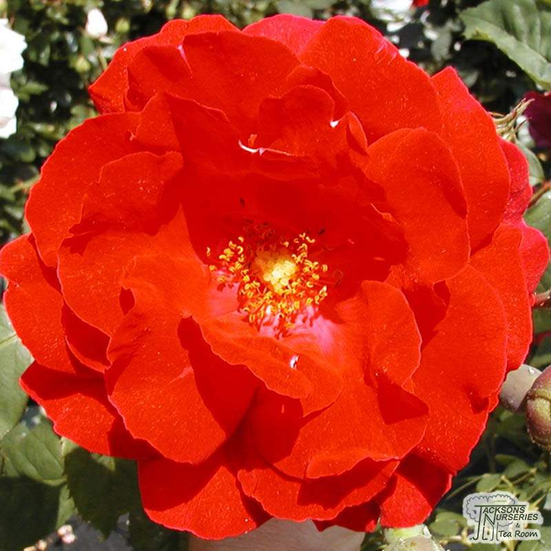 Rosa Paul's Scarlet (Rambling Rose) the UK