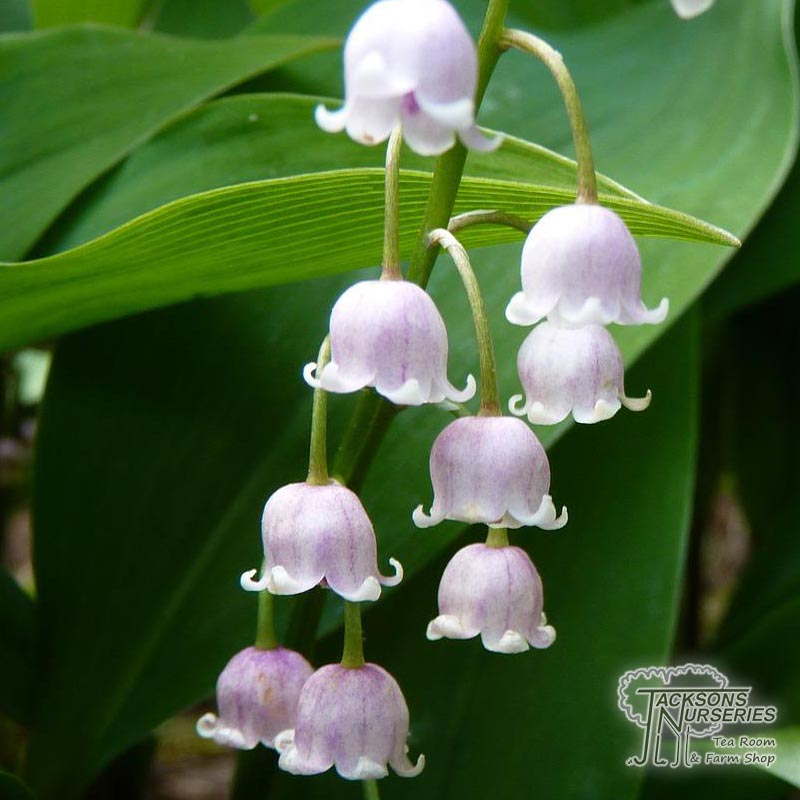 Convallaria majalis v. rosea, Pink Lily of the Valley – Dancing