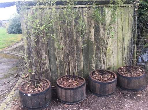 Growing Bamboo In Containers - How To Care For Bamboo In