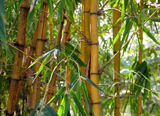 Bamboo Tops