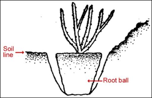 バラの植え付け高