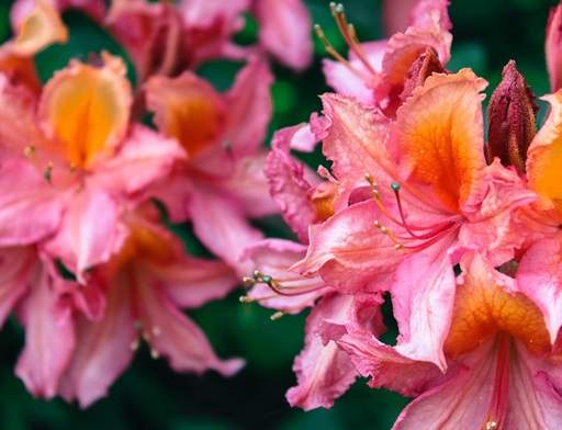 How to plant, grow and care for rhododendrons - Jackson's Nurseries