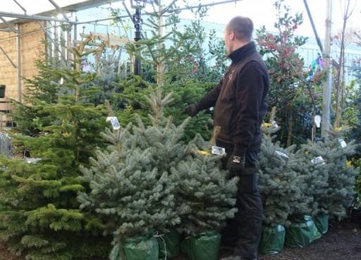 Looking for a Christmas Tree