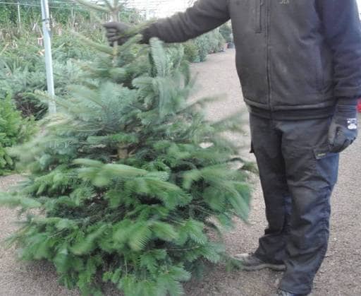 Drop Christmas tree