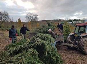 Environmentally friendly Christmas tree farming