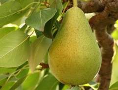 Grow your own Pear Tree