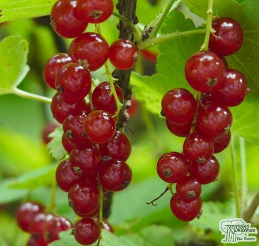 Redcurrant%20Red%20Lake