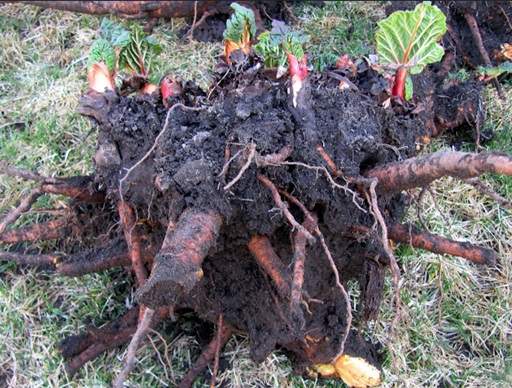 Rhubarb Roots