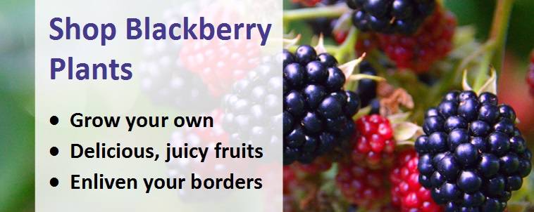 How to grow your own blackberries - Jackson's Online Garden Centre