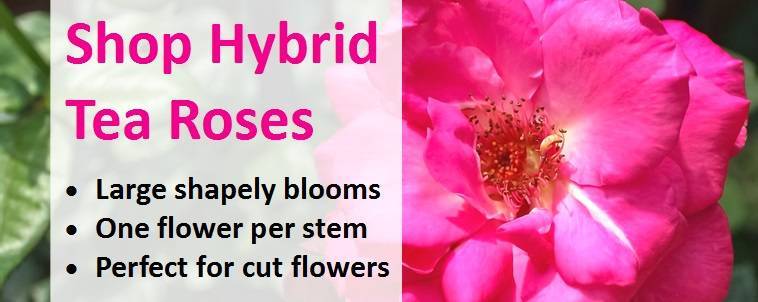 Shoppen for Hybrid Tea Roses 3