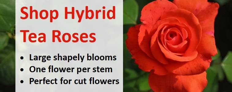 How to Grow and Care for Hybrid Tea Roses