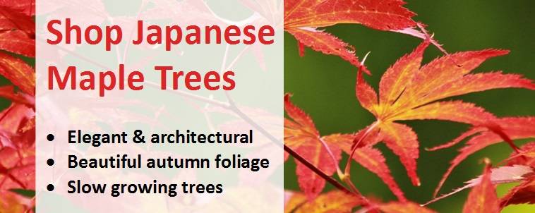 White Japanese Maple Tree  Japanese maple tree, Japanese maple, Maple tree