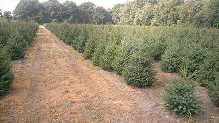 Christmas tree field 1