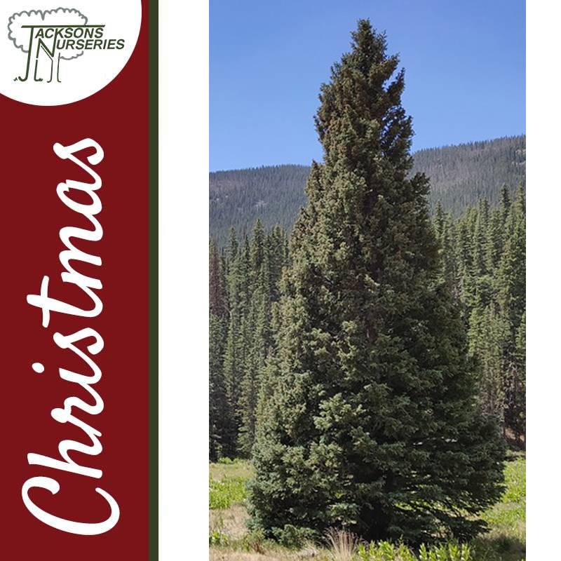 Real Colorado Spruce Christmas Tree 2259