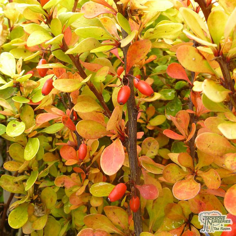 Buy Berberis thunbergii ‘Orange Rocket’ (Japanese barberry) in the UK