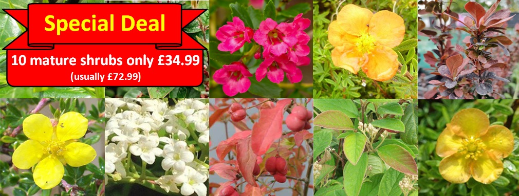 Homepage Mature Plant Special Deal Jun-24
