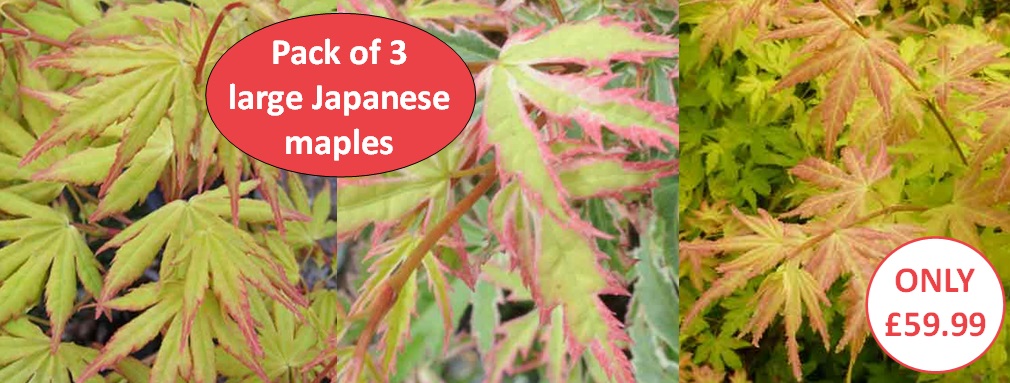 Japanese Maple Pack Jul-24
