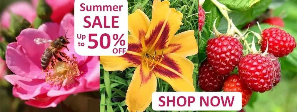 Summer Sale 50pct off 2024