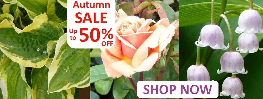 Autumn Sale Oct-24