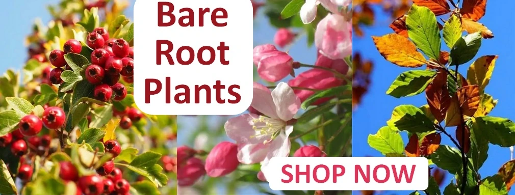 Bare root plants Oct-24