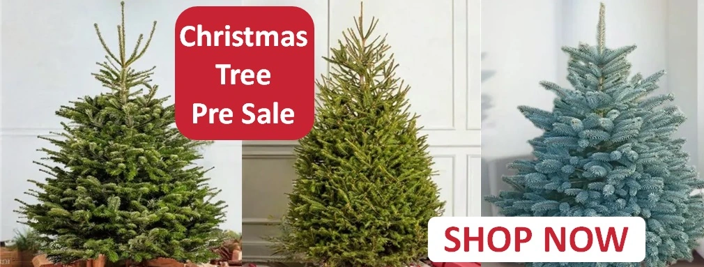 Christmas Tree Pre Sale