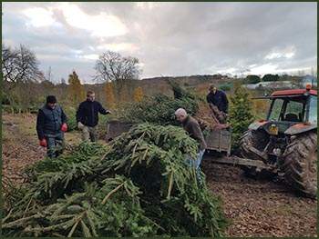 Pulling Christmas trees from nursery