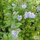 Buy Ceanothus Autumnal Blue online from Jacksons Nurseries