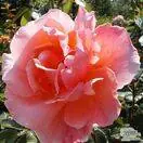 Buy Rosa Fragrant Delight online from Jacksons Nurseries