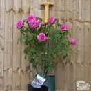 Buy Rosa Gertrude Jekyll (English Shrub Rose) online from Jacksons Nurseries