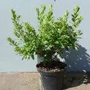 Buy Azalea Geisha white (Evergreen Dwarf Japanese Azalea) online from Jacksons Nurseries.