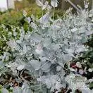 Buy Eucalyptus gunnii 'Silverana'  (Gum Tree silver leaved mountain gum) online from Jacksons Nurseries.