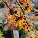 Buy Hamamelis x intermedia Jelena (Witch Hazel) online from Jacksons Nurseries.