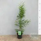 Buy Thuja plicata Gelderland online from Jacksons Nurseries.