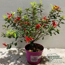 Buy Azalea japonica Bloom, champion, red ,Bloom-a-thon, online from Jacksons Nurseries.