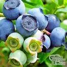 Buy Bilberry' online from Jacksons Nurseries.