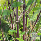 Buy Fargesia nitida 'Black Pearl' (Blue Fountain Bamboo) online from Jacksons Nurseries.