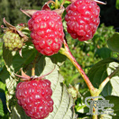 Buy Raspberry Autmn Bliss online from Jacksons Nurseries