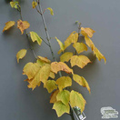 Buy Acer pensylvanicum online from Jacksons Nurseries.