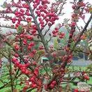 Buy Cotoneaster horizontalis (Fish Bone Cotoneaster) online from Jacksons Nurseries