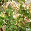 Buy Lonicera x americana online from Jacksons Nurseries