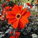 Buy Dahlia ‘Bishop of Llandaff online from Jacksons Nurseries.