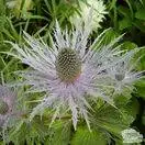 Eryngium bourgatii Sea Holly