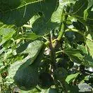 Buy Fig (Figus) Brown Turkey online from Jacksons Nurseries