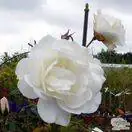 Buy Rosa Iceberg online from Jacksons Nurseries