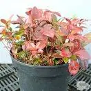 Buy Gaultheria procumbens (Checkerberry) online from Jacksons Nurseries