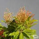 Buy Pieris Forest Flame (Lily-of-the-Valley Shrub) online from Jacksons Nurseries