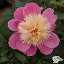 Buy Paeonia lactiflora Bowl of Beauty (Peony) online from Jacksons Nurseries