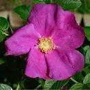 Buy Rosa rugosa Bare Root