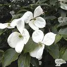 Buy Cornus kousa (Korean Dogwood) in the UK