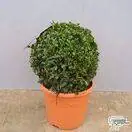 Buy Buxus sempervirens Ball (Common Box) online from Jacksons Nurseries.